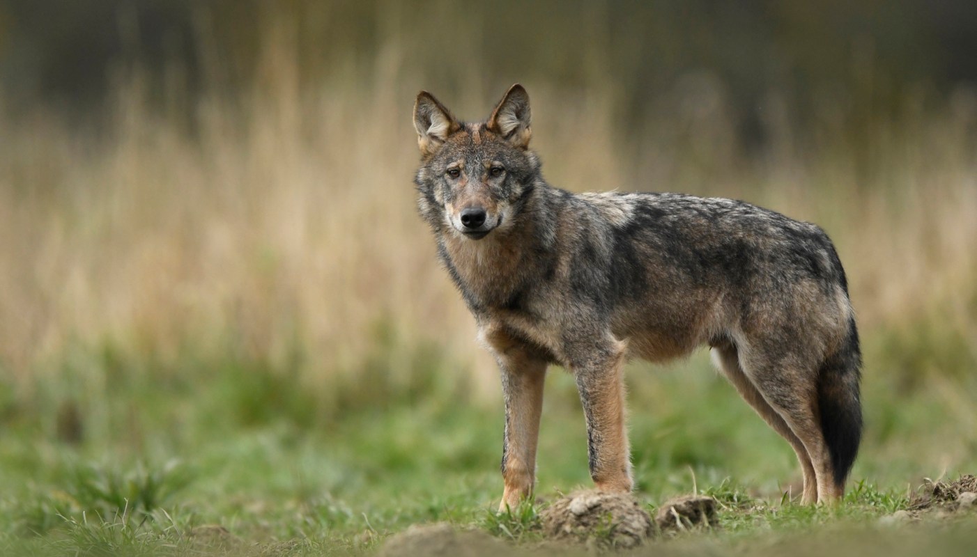 Since the start of 2026, foxes have been spotted across several densely populated areas of Athens — including Kolonaki, one of the city's busiest districts — along with a rare wolf sighting in a suburb.