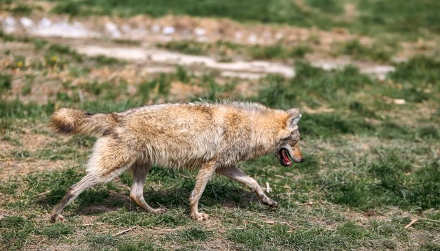 A study conducted across Turkey revealed that wolf conflicts often occurred close to rural livestock farming. 