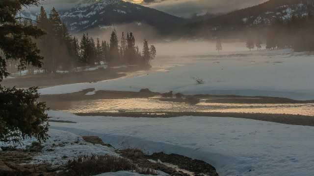 Officials believe a prominent wolf was illegally killed near Yellowstone National Park, launching a poaching investigation.