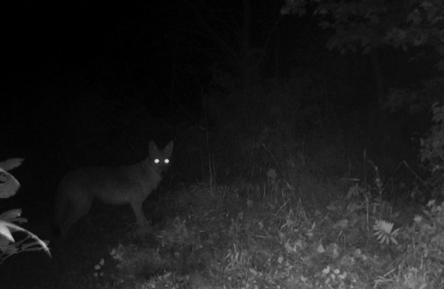 A home security camera in the Thessaloniki, Greece, area recorded a wolf pack hanging around a residential area.