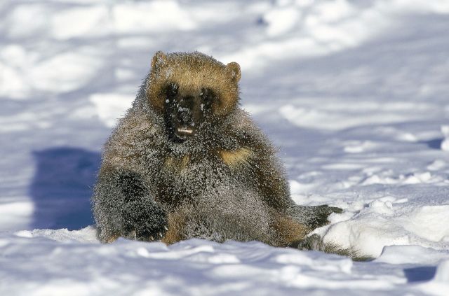The Colorado Rockies may soon see wolverines roaming their slopes again after officials approved a plan to reintroduce them.
