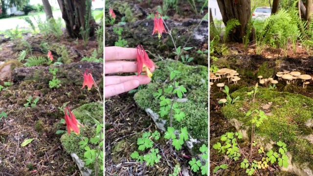 One gardener transformed a small suburban yard into a lush, woodland-style garden, proving that you don't need a lot of space.