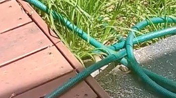 A homeowner in Australia shared a video of a blue-tongue lizard living in their backyard, highlighting the benefits of rewilding lawns.