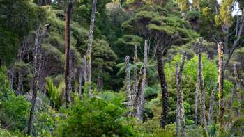 Scientists in New Zealand are using small tracking devices to hunt down invasive yellow-legged hornets.
