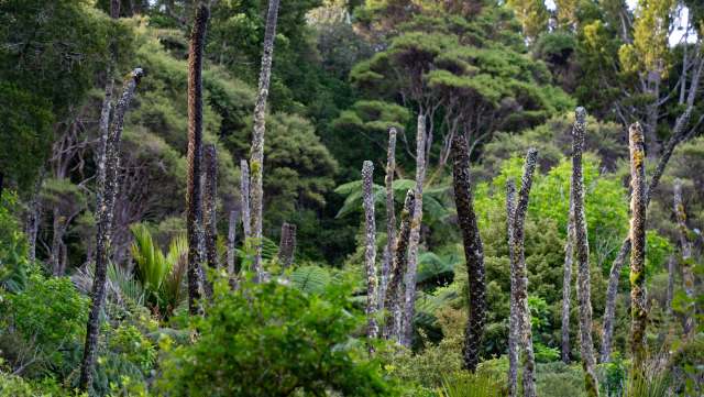 Scientists in New Zealand are using small tracking devices to hunt down invasive yellow-legged hornets.