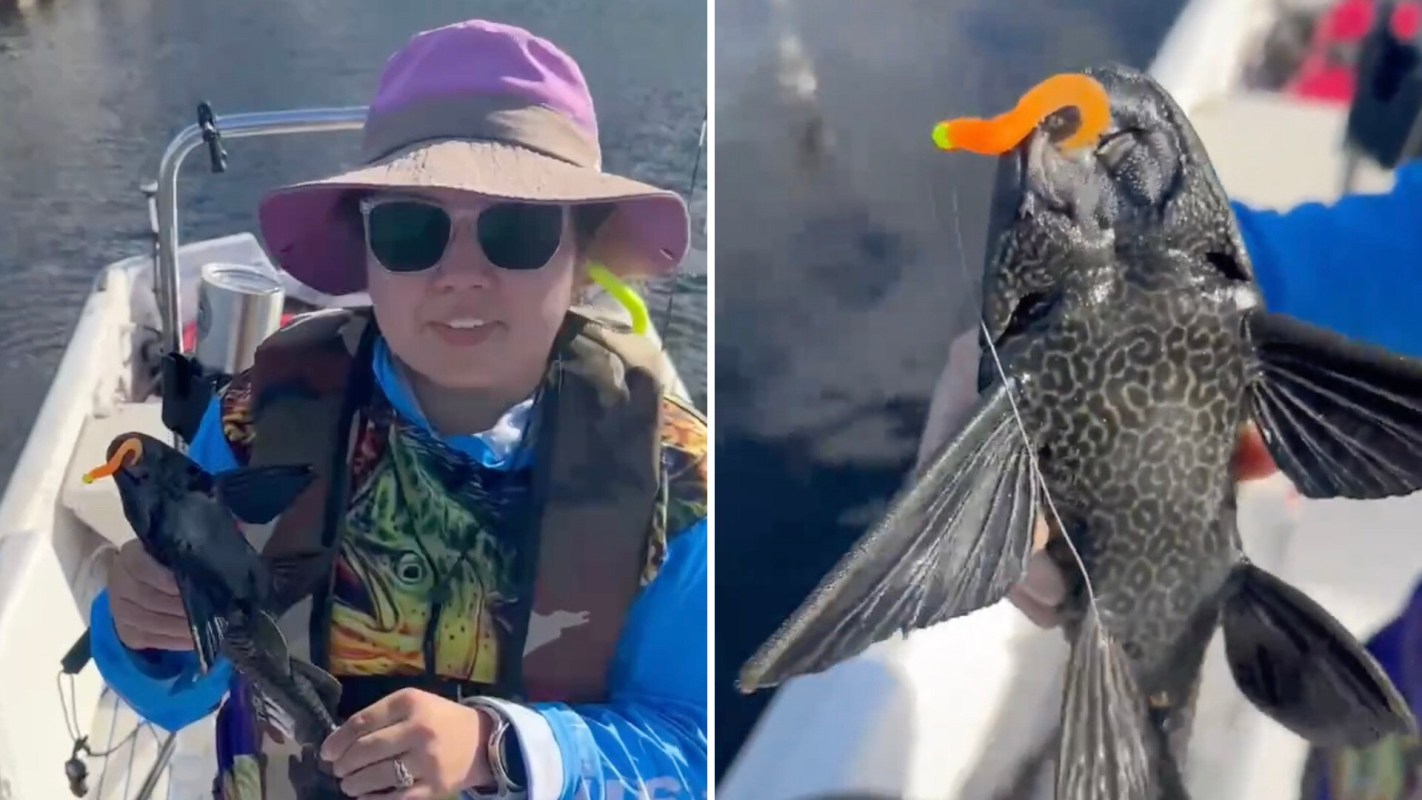 In an effort to control an invasive species in Florida, one TikTok user showcased the surprising way to deal with zombie fish.