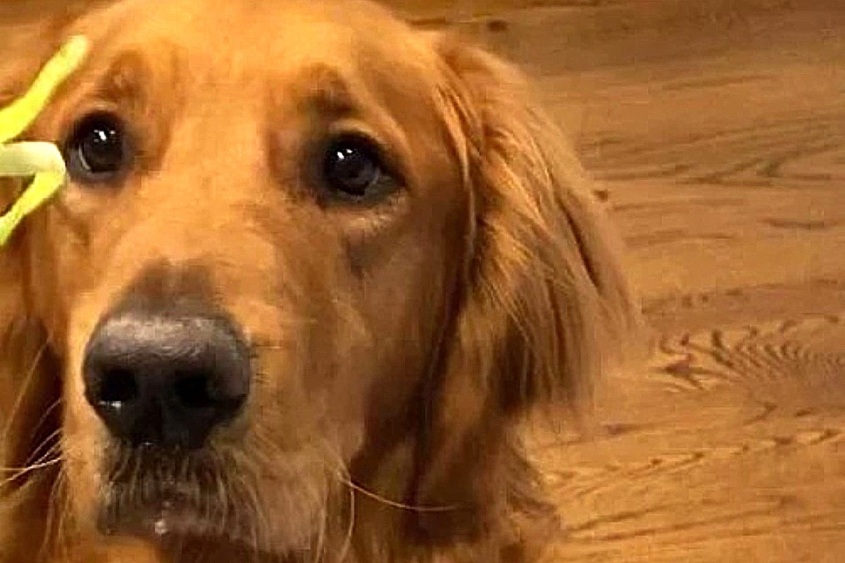 Golden retrievers love fruits and veggies, making them a win-win for dog owners looking to save money on treats and reduce food waste.