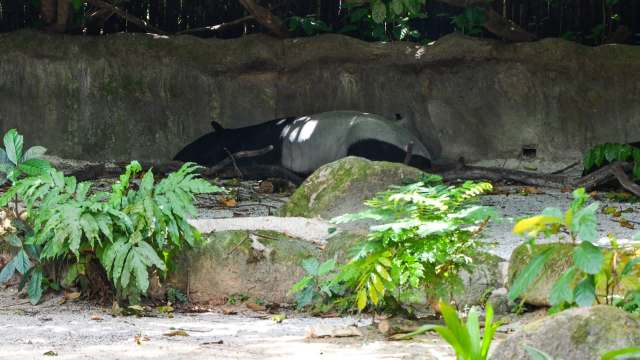 Endangered Malayan tapirs were caught on film in Singapore, demonstrating the resilience of the species.