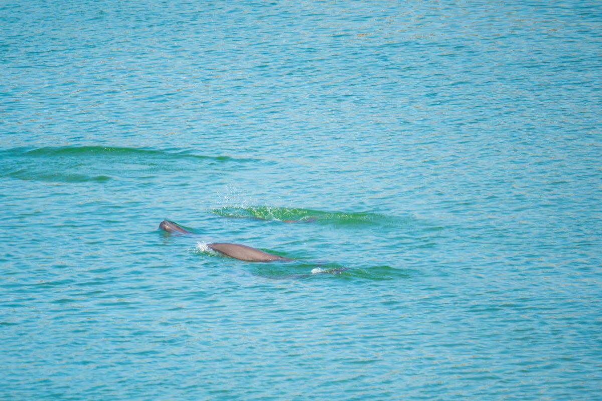 The number of Yangtze finless porpoise increased to 1,426 in 2025, representing an increase of 177 animals over three years.