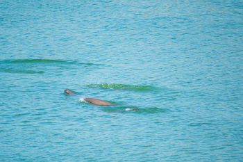 The number of Yangtze finless porpoise increased to 1,426 in 2025, representing an increase of 177 animals over three years.