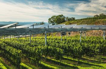 A vineyard company in the Okanagan region of Canada is forging the way for agrivoltaics in wine production with its new approach that pairs solar panels and grape growing.