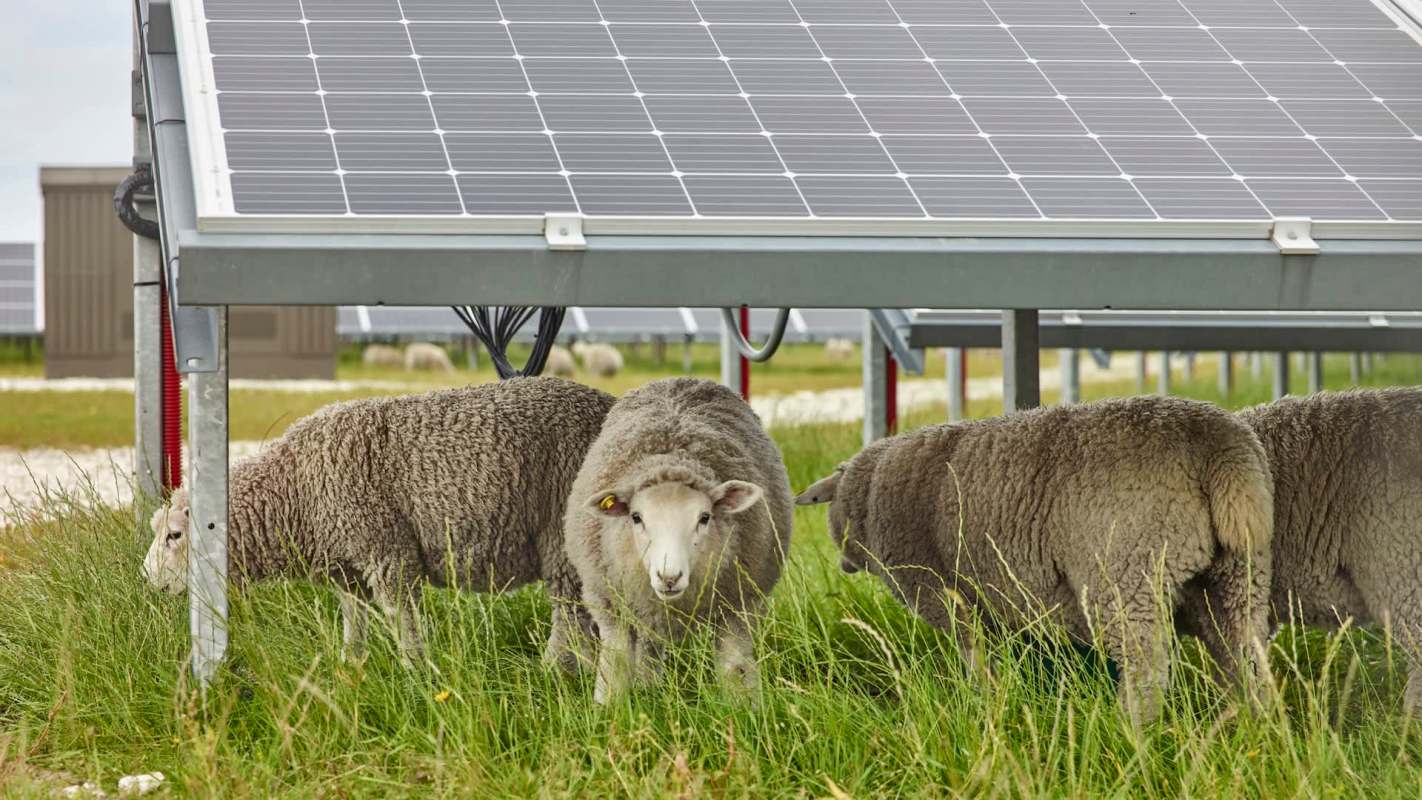 Farmers are turning to a new source of income via the concept of agrivoltaics, where solar power and agriculture combine to optimize land use.