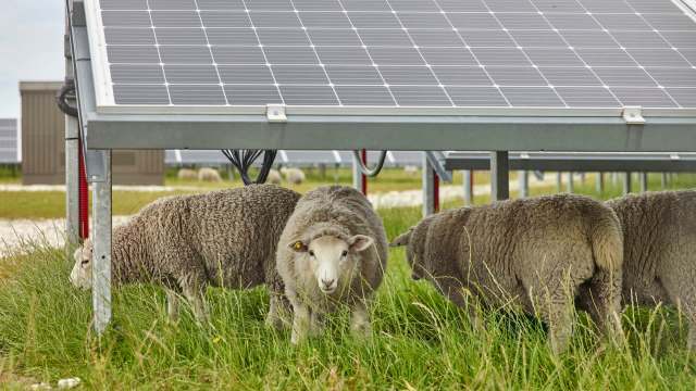 Farmers are turning to a new source of income via the concept of agrivoltaics, where solar power and agriculture combine to optimize land use.