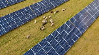 Australian Tom Warren is one such farmer who has invested in agrivoltaics, the pairing of agriculture with solar panels, leading him to make more than he would with only his sheep.