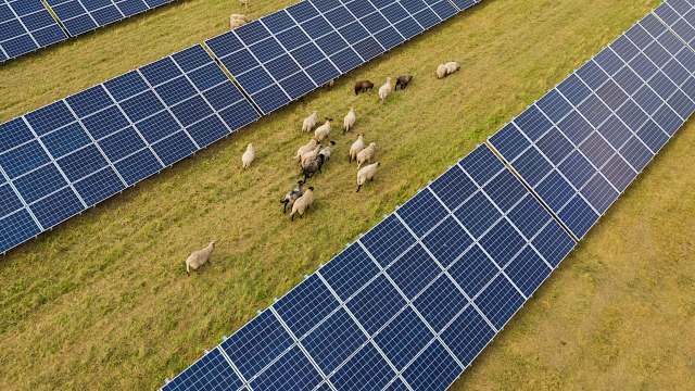 Australian Tom Warren is one such farmer who has invested in agrivoltaics, the pairing of agriculture with solar panels, leading him to make more than he would with only his sheep.