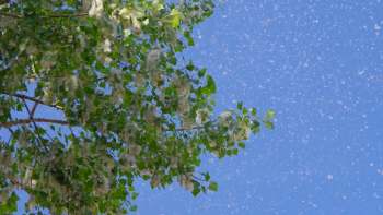 Allergy sufferers in the U.S. are now dealing with about three extra weeks of pollen season compared to the 1970s.