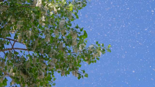 Allergy sufferers in the U.S. are now dealing with about three extra weeks of pollen season compared to the 1970s.