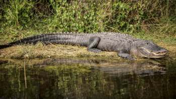 An alligator resting on dry grass by the water's edge with reflections in the calm water.