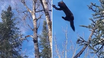 A rare encounter with an American marten got a biologist in Wisconsin a thrill of a lifetime.