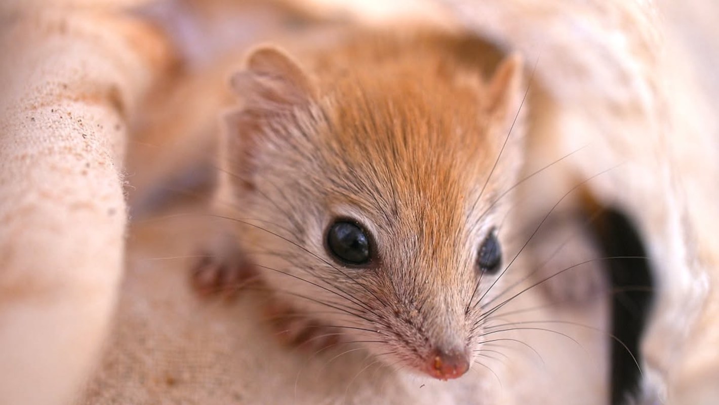 Once teetering on the edge of extinction, the tiny sand-dwelling ampurta is staging an inspiring recovery across Australia.