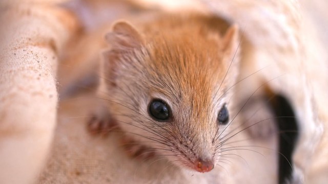 Once teetering on the edge of extinction, the tiny sand-dwelling ampurta is staging an inspiring recovery across Australia.