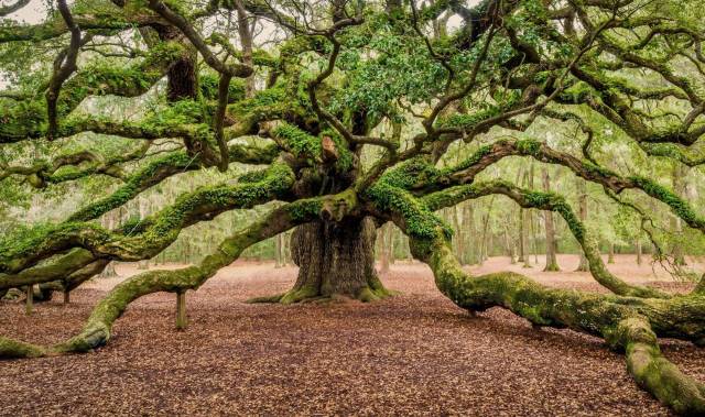 A family in South Carolina that has owned the same land for over 115 years has donated that land for conservation.