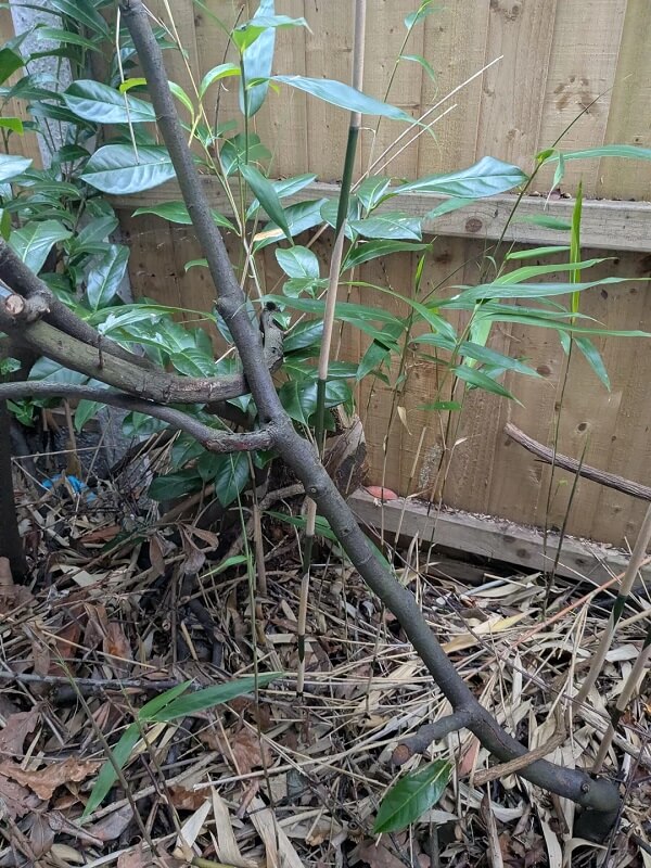 One homeowner was worried when they noticed their neighbor's bamboo plants creeping into their yard.