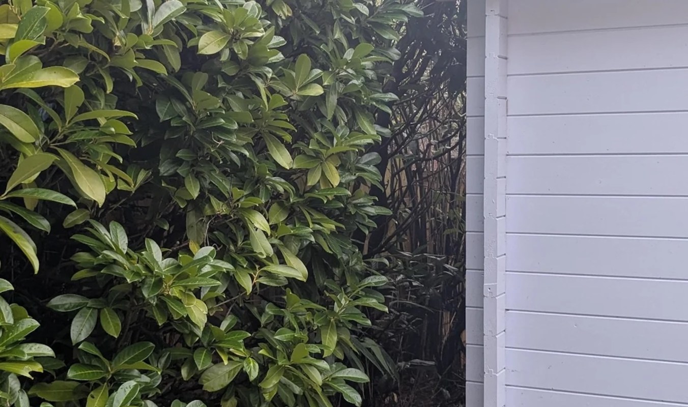 One homeowner was worried when they noticed their neighbor’s bamboo plants creeping into their yard.
