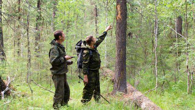 Lifting the restriction on bear baiting can have a major impact on Alaska's ecosystem.