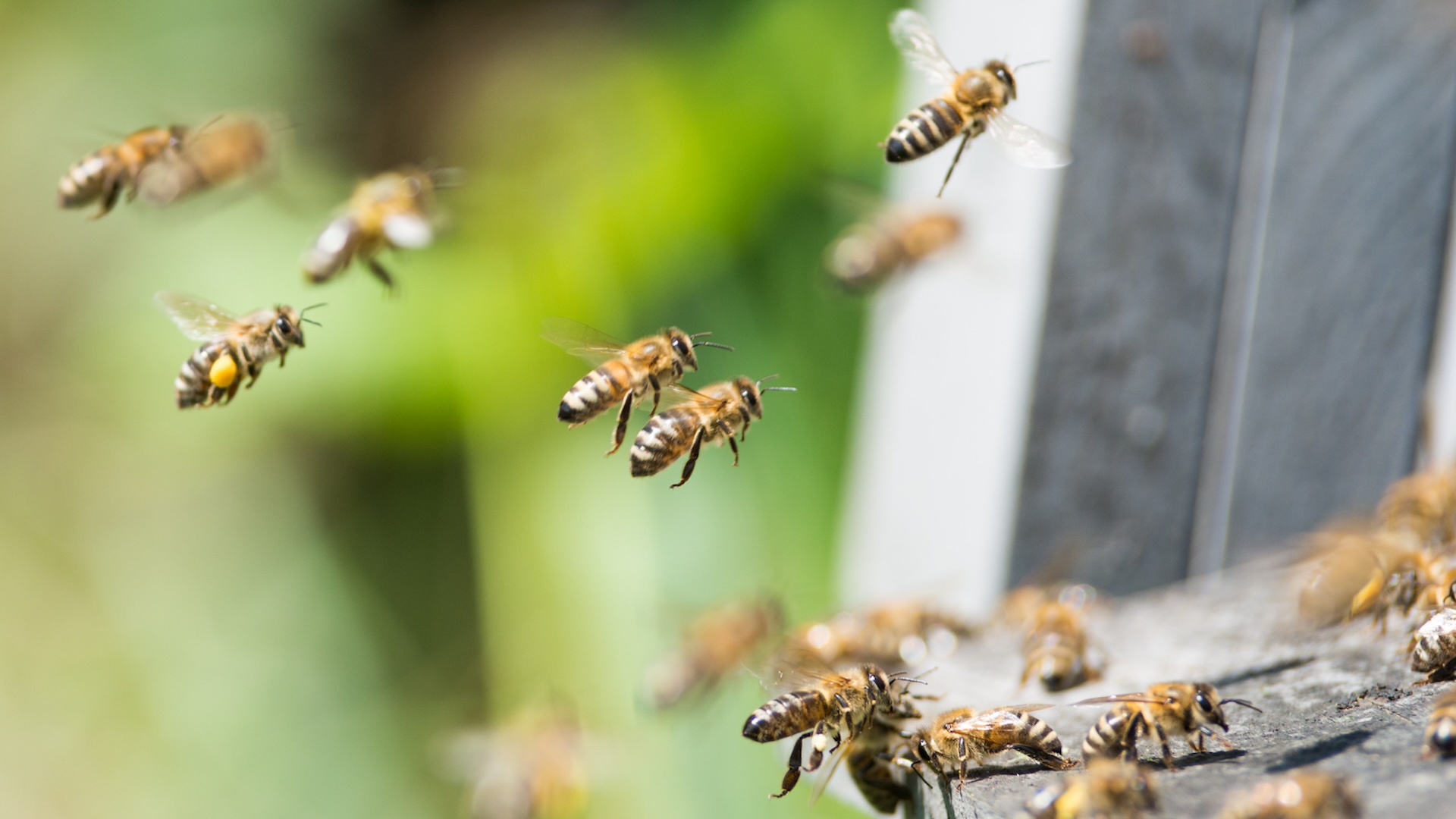 Farmers devastated after discovering what caused hundreds of bee colonies to starve to death: 'It killed everything'