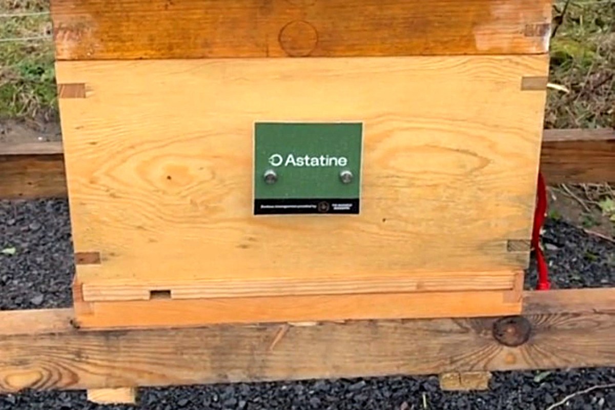 The addition of bees on large solar farms is intended to boost biodiversity as well.