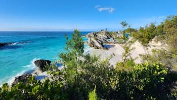 An unassuming species has been rescued from the brink of extinction in Bermuda.