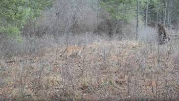 A large feline, likely a cougar, stealthily moves through a sparse, overgrown field.