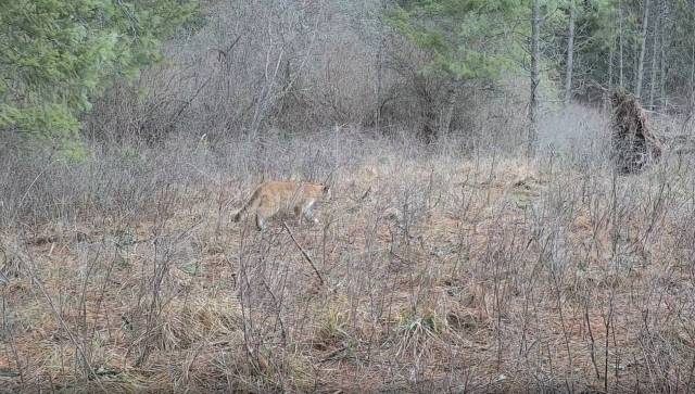 A large feline, likely a cougar, stealthily moves through a sparse, overgrown field.