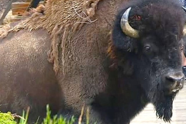 An Instagram post shows half a dozen people standing mere feet away from a wild bison at Yellowstone National Park, underscoring how safety guidelines are often ignored during animal encounters.