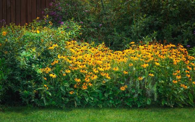 In 2024, the Chicago Botanic Garden took a bold step toward restoring the Midwest's seed supply with the Midwest Native Seed Network.