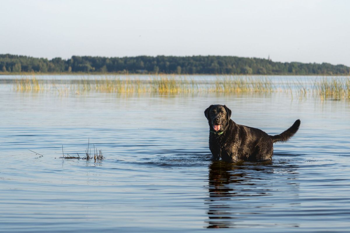 An innovative doctor in the United Kingdom is fighting back against an invasive species in the local waters known as “sea vomit.”