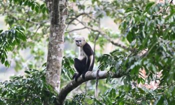 Tonkin snub-nosed monkeys are known for their unusual muppet-like appearance but they are surprisingly hard to spot.