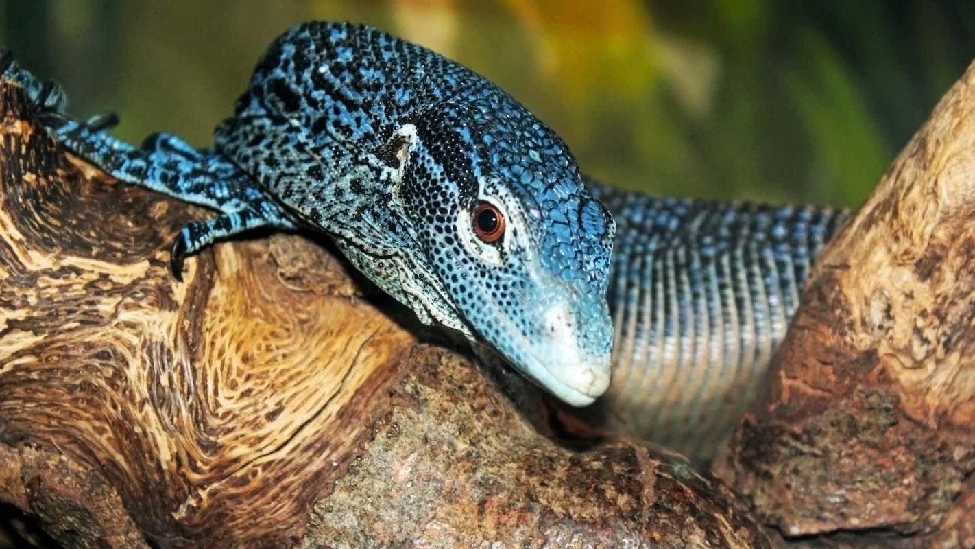 The Center for Biological Diversity is trying to save a highly threatened species, the blue tree monitor lizard, from falling off the map before it's too late.
