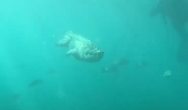 A diver captured remarkable footage of a crocodile slowly swimming past him in Jardines de la Reina, a Cuban archipelago.