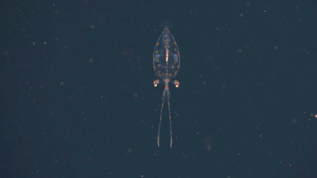 Hidden deep in Monterey Bay's twilight zone, a remotely operated vehicle captured incredible footage of what appears to be a young glass squid.