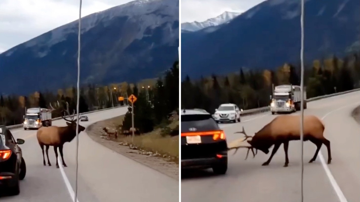 A driver in Jasper National Park in Canada found themselves between an elk and the side of the road that the animal wanted to reach.