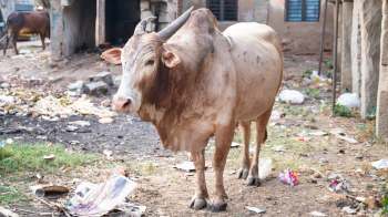A brown cow stands in a cluttered outdoor area filled with trash and debris.