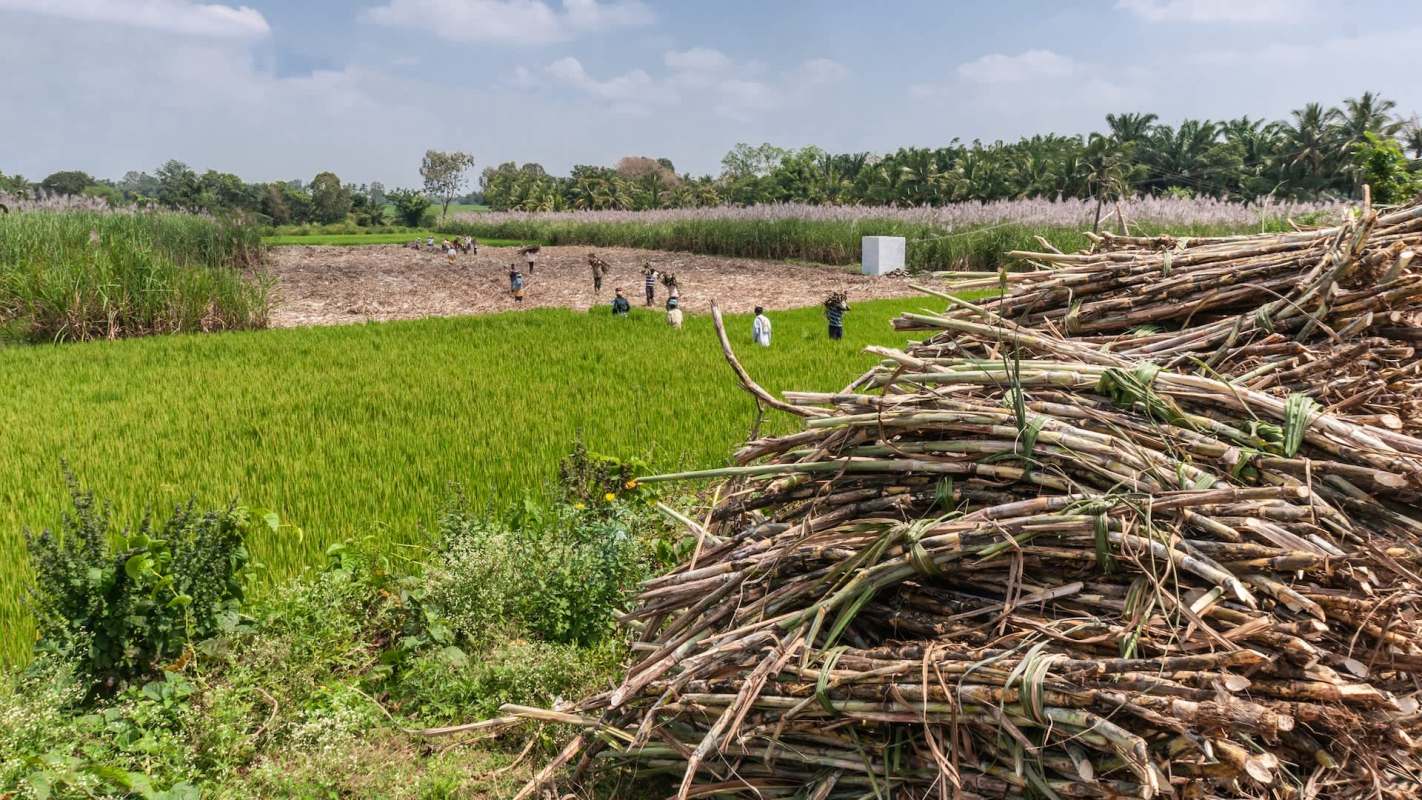 Researchers developed a butterfly-shaped AI-powered flying robot to move through sugarcane crops, capture images of leaves, and identify diseases.