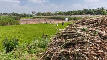 Researchers developed a butterfly-shaped AI-powered flying robot to move through sugarcane crops, capture images of leaves, and identify diseases.