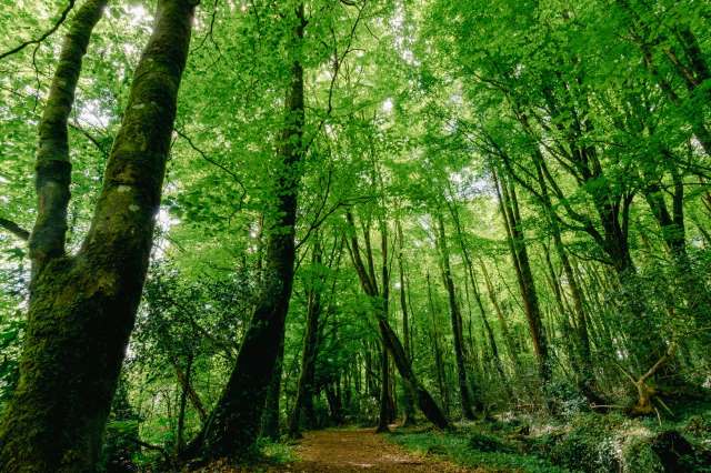 Tall trees with foliage.