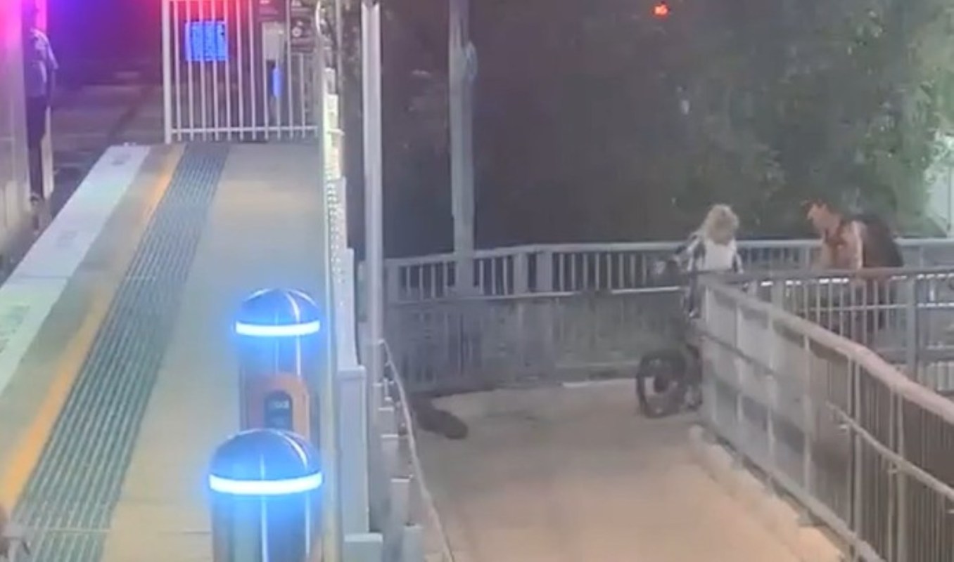 A venomous snake found its way onto a crowded train platform in Sydney, Australia, scaring commuters and putting Transport for New South Wales officials on high alert.