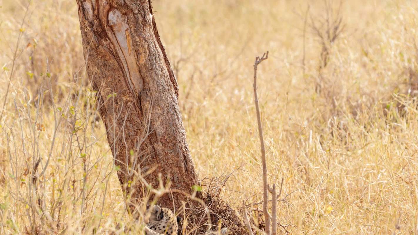 A cheetah rests near a tree in a dry grassy landscape under bright sunlight.