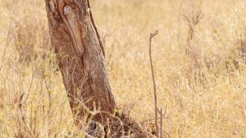 A cheetah rests near a tree in a dry grassy landscape under bright sunlight.