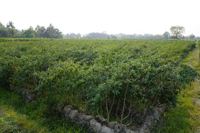 Dry red chilli prices in Karnataka, India, have surged amid shrinking production.